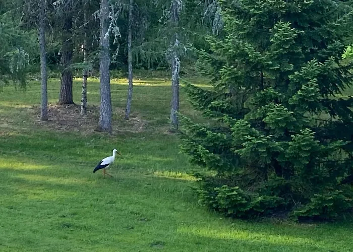 Park Paernu With Sauna Holiday home